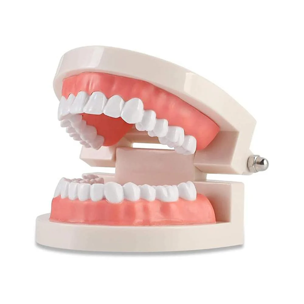 WANGCL Dental Demonstration Model - Anatomical Dental Model for Dental Teaching or Oral Care